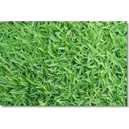 SeedRanch Carpetgrass Seed - 50 Lbs.