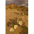 thumbnail image 2 of Illg, Cathy and Gordon 23x32 White Modern Wood Framed Museum Art Print Titled - UT, Grand Staircase Escalante NM Delert Flowers, 2 of 4