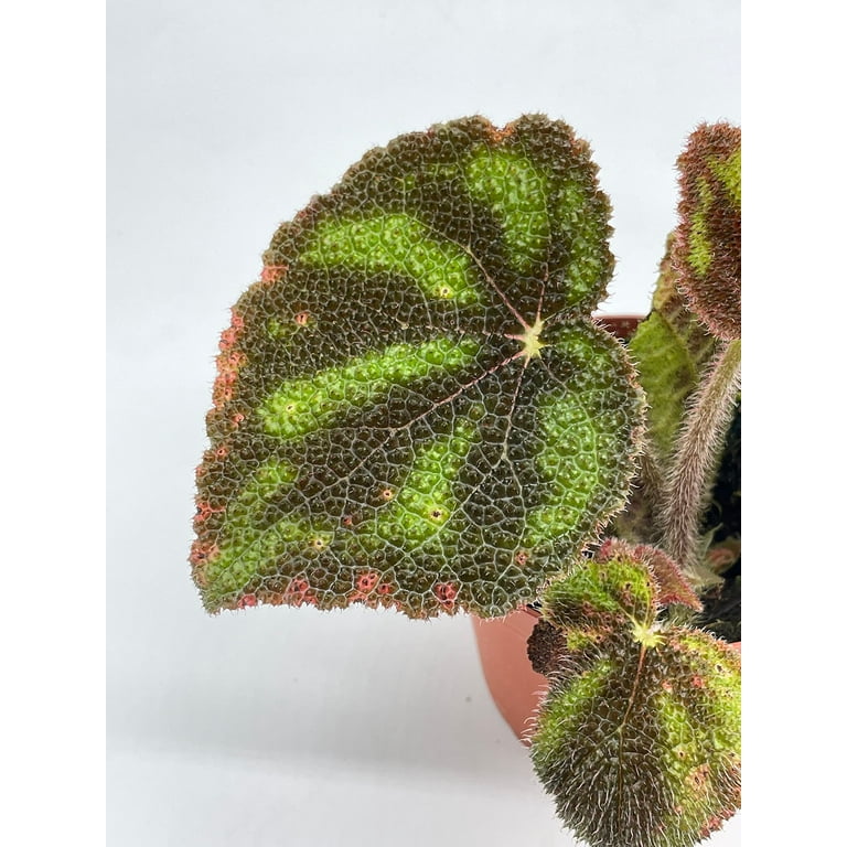 pachira variegata Buy Scindapsus Rubicon Aurea – Set of 3 main image 1