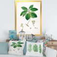 thumbnail image 3 of Designart 'Ancient Botanicals V' Farmhouse Framed Art Print, 3 of 4
