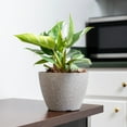 thumbnail image 6 of White Princess Philodendron in 6in. Grower's Pot - Large and Fully Rooted - Striking Variegation, 6 of 8