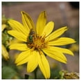 thumbnail image 4 of Everwilde Farms - 20 Compass Plant Native Wildflower Seeds - Gold Vault Seed Packet, 4 of 5