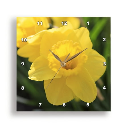 3dRose, Netherlands, Zuid Holland, Lisse. Daffodil., 15x15 Wall Clock