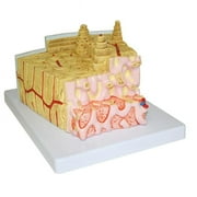 Vision Scientific Bone Structure Model