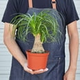 thumbnail image 2 of Palm Ponytail Live Plant for Indoor | Different Houseplants in 4'' & 6'' Pot | Real House Plant for Living Room, Office, Desk & Bathroom | Beaucarnea recurvata | Ponytail Palm, 2 of 8