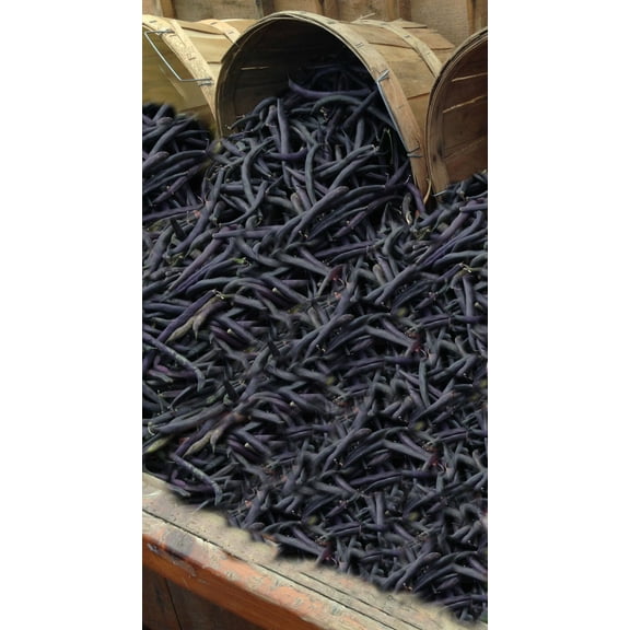 100 Vegetable Seeds -Royal Purple Pod Bush Bean Seed