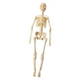 thumbnail image 3 of BELOVING Human Body Model Display Classroom Realistic Human Anatomy for Kids Teaching Skeleton, 3 of 10