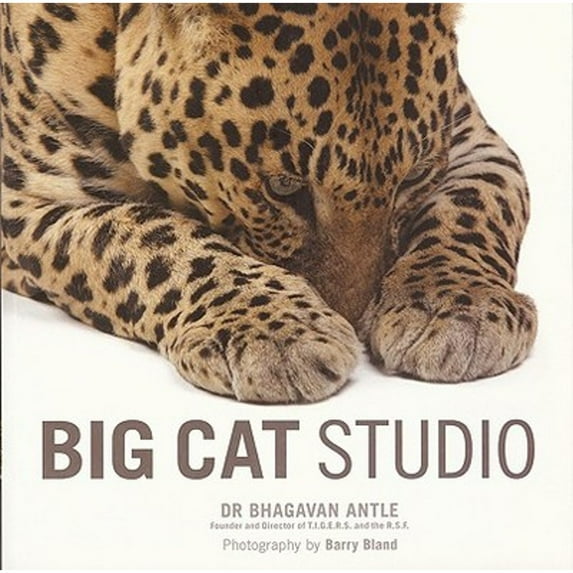 Big Cat Studio