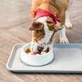 thumbnail image 2 of IRIS Large Slow Feeding Bowl for Short Snouted Pets, White/Gray, 2 of 4
