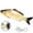 Carp, variant on Cat Fish Toy, Realistic Flopping Fish Rocking Dog Toy, Electric Moving Fish with Interactive Function Cat Toy Pets Chew Bite Supplies Motion Sensor, USB Charged for Cat Exercise(Anemonefish)