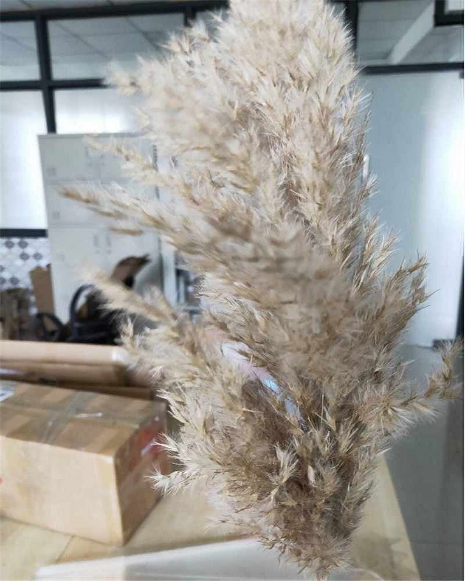 20 Pcs Dried Small Pampas Grass Decor Natural Phragmites Real Wedding Flower Bunch