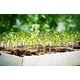 thumbnail image 5 of 5 CHAROLA GERMINADORA 200 CAVIDADES / SUNCOVER SUNCOVER AGRÍCOLA / RIEGO, 5 of 6