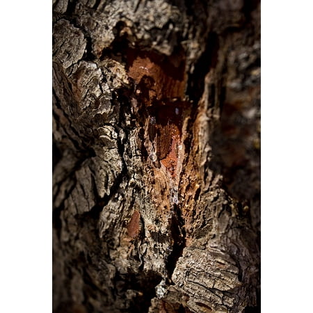 Canvas Print Pine Sticky Brown Sap Tree Pattern Stretched Canvas 10 x (Best Way To Remove Pine Sap)