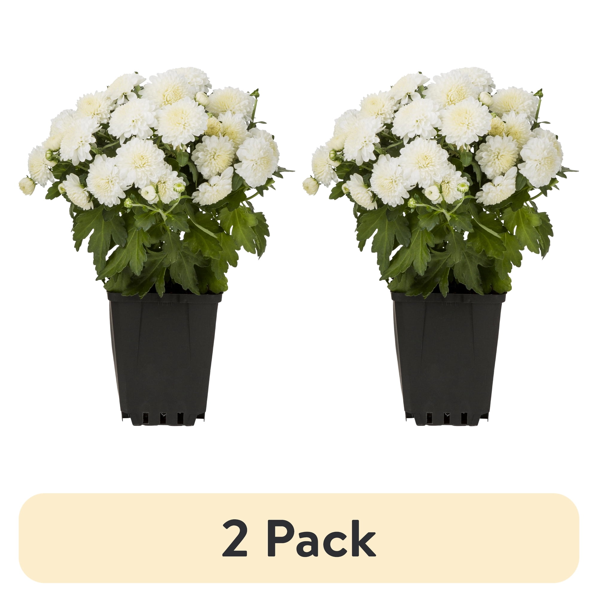 (2 pack) Expert Gardener Live White Mum Plant in 1.0PT Grower Pot