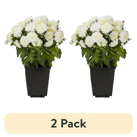 (2 pack) Expert Gardener 1.0PT White Mum Live Plant in Grower Pot