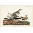 thumbnail image 2 of Audubon, John James 14x11 Black Ornate Wood Framed with Double Matting Museum Art Print Titled - Pl. 334 Black-bellied Plover, 2 of 4