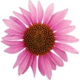 thumbnail image 2 of Echinacea Purple Coneflower Flower Seeds, 750 Seeds Per Packet, 2 of 7