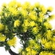 thumbnail image 4 of KAKOWELY Árbol artificial para acuario, modelo de árbol para pecera, accesorio de paisajismo para acuario, 4 of 4