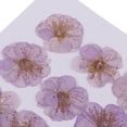 thumbnail image 3 of simhoa Lot de 12 Fleurs Séchées Bien Pressées pour l'Hiver, 3 of 8