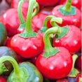 thumbnail image 2 of GSDWIUEW Graines Piment Fort Cerise Rond Rouge Légume d'Héritage pour la Plantation, 2 of 8