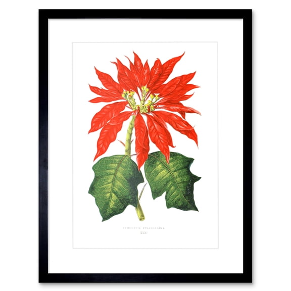 Flower Poinsettia Pulcherrima Christmas Art Print Framed Poster Wall Decor 9x7 inch