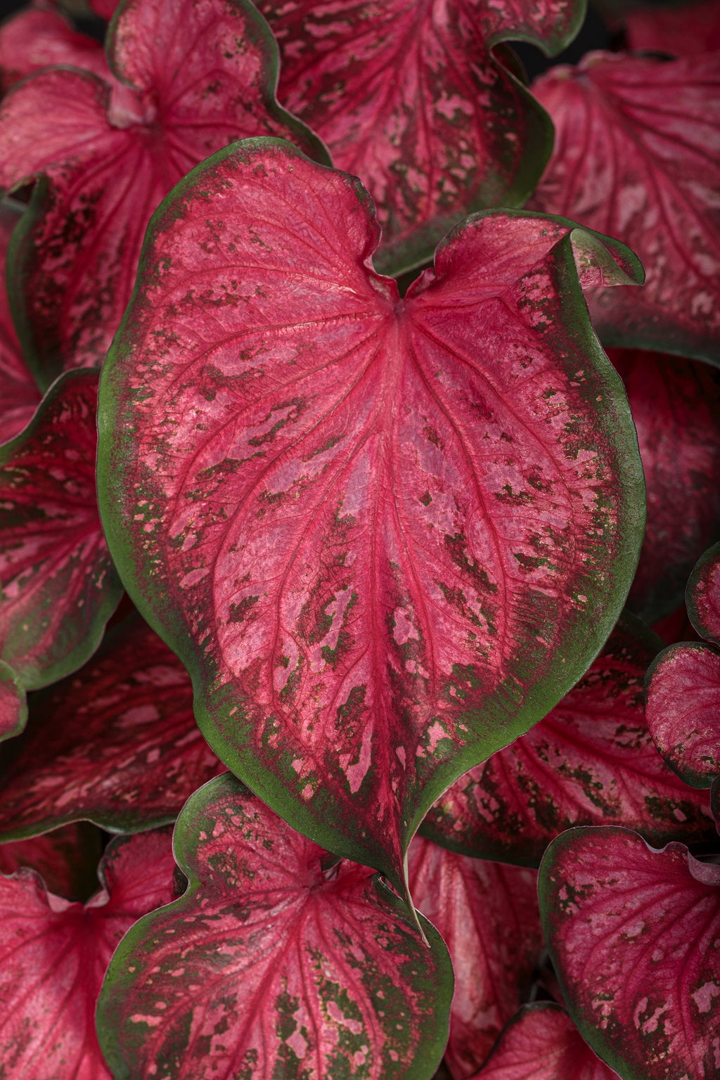 Better Homes & Gardens 1QT Caladium Red Live Plant Annual
