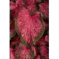 thumbnail image 4 of Expert Gardener 1.5G Red Ruffles Caladium Live Plant with Grey Planter, 4 of 5