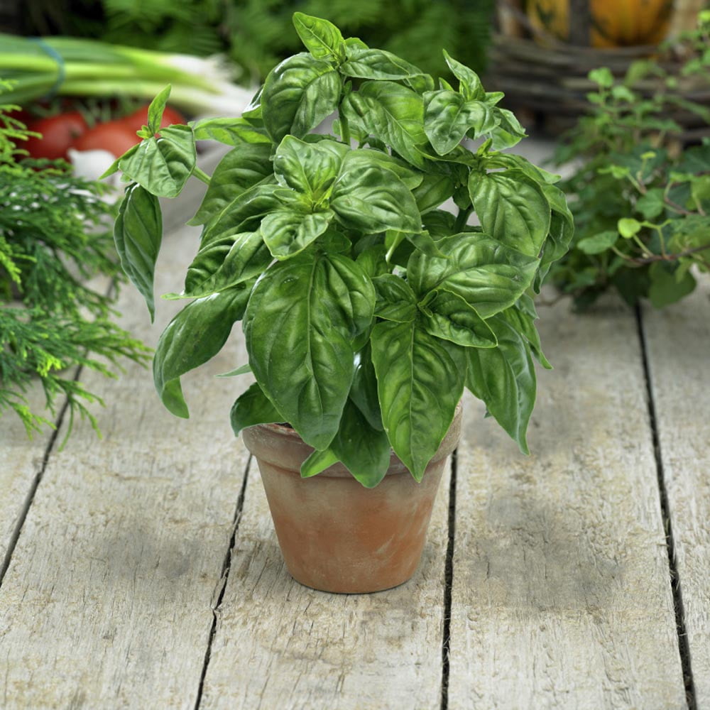Basil Seed - Genovese Sweet Basil Herb Seeds - 1 LB