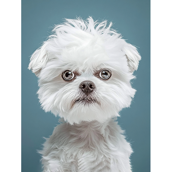 Cute White Dog Portrait Decorative Painting/Canvas Art, Suitable for Living Room, Bedroom, Office, Dining Room, Study, Hallway, Entryway and Pet Store Decoration Fluffy Maltese Puppy Wall Art Print