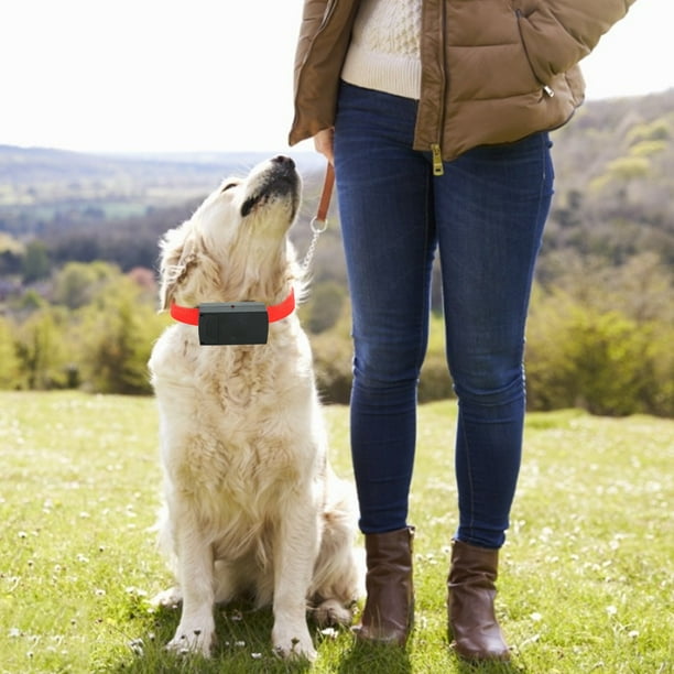 Dog silencer walmart hot sale