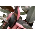 thumbnail image 3 of Pink Princess Philodendron - Live Plant in a 4 Inch Pot - Philodendron Erubescens Pink Princess - Extremely Rare Indoor Houseplant, 3 of 7