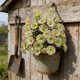 thumbnail image 5 of Flores artificiales en forma de trompeta con estacas para jardín exterior de 16,14 pulgadas,flores artificiales blancas,sin mantenimiento para interiores,patio,balcón o, 5 of 6