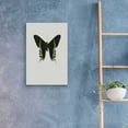 thumbnail image 4 of Epic Art 'Green Butterfly' by Incado, Acrylic Glass Wall Art, 16"x24", 4 of 8