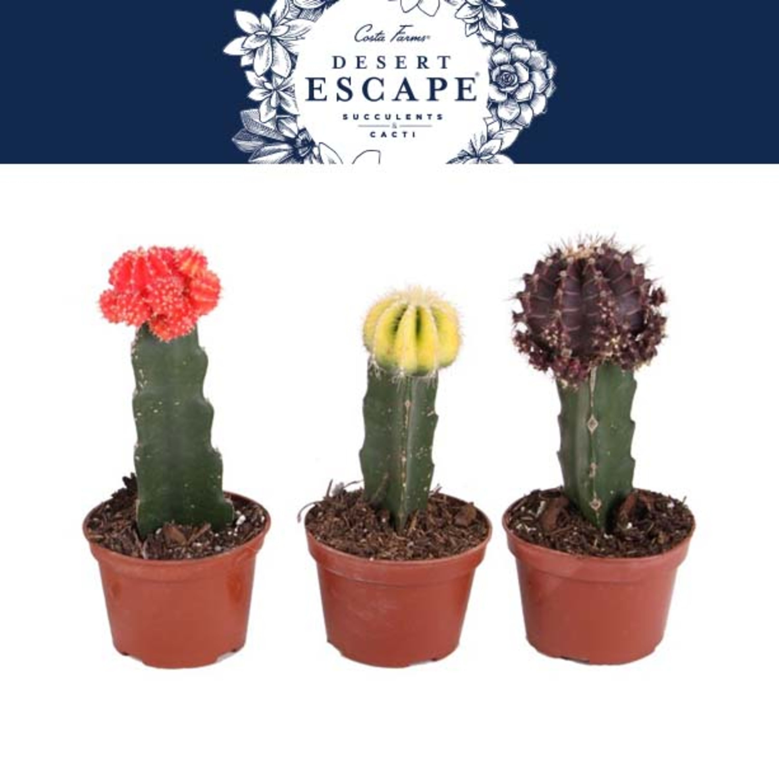 How To Take Care Of A Cactus With/deco Flower Costa Farms Desert Escape Live Indoor 10in. Tall Green Cactus; Bright,  Direct Sunlight Plant in 4in. Grower Pot, 3-Pack - Walmart.com
