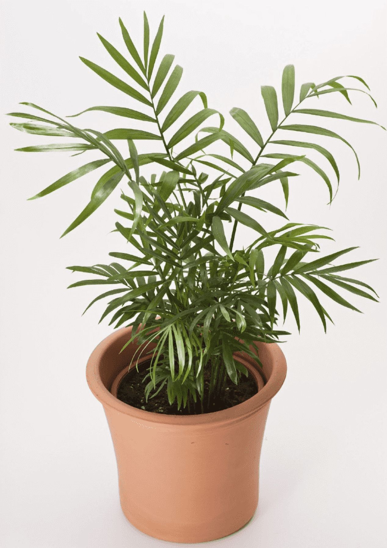 Parlor Palm Live Plant for Indoor, Neanthe Bella Palm in 2 Inch Pot | Real House Plant for Living Room, Office, Desk & Bathroom, Chamaedorea Elegans