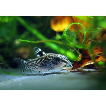 Canvas Print Dwarf Corydoras Fish Aquarium Aspidoras Stretched Canvas 10 x (Best Food For Corydoras)