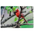 thumbnail image 1 of Placemat En Plastique Cardinal 12 X 18 - Ensemble De 12, 1 of 3