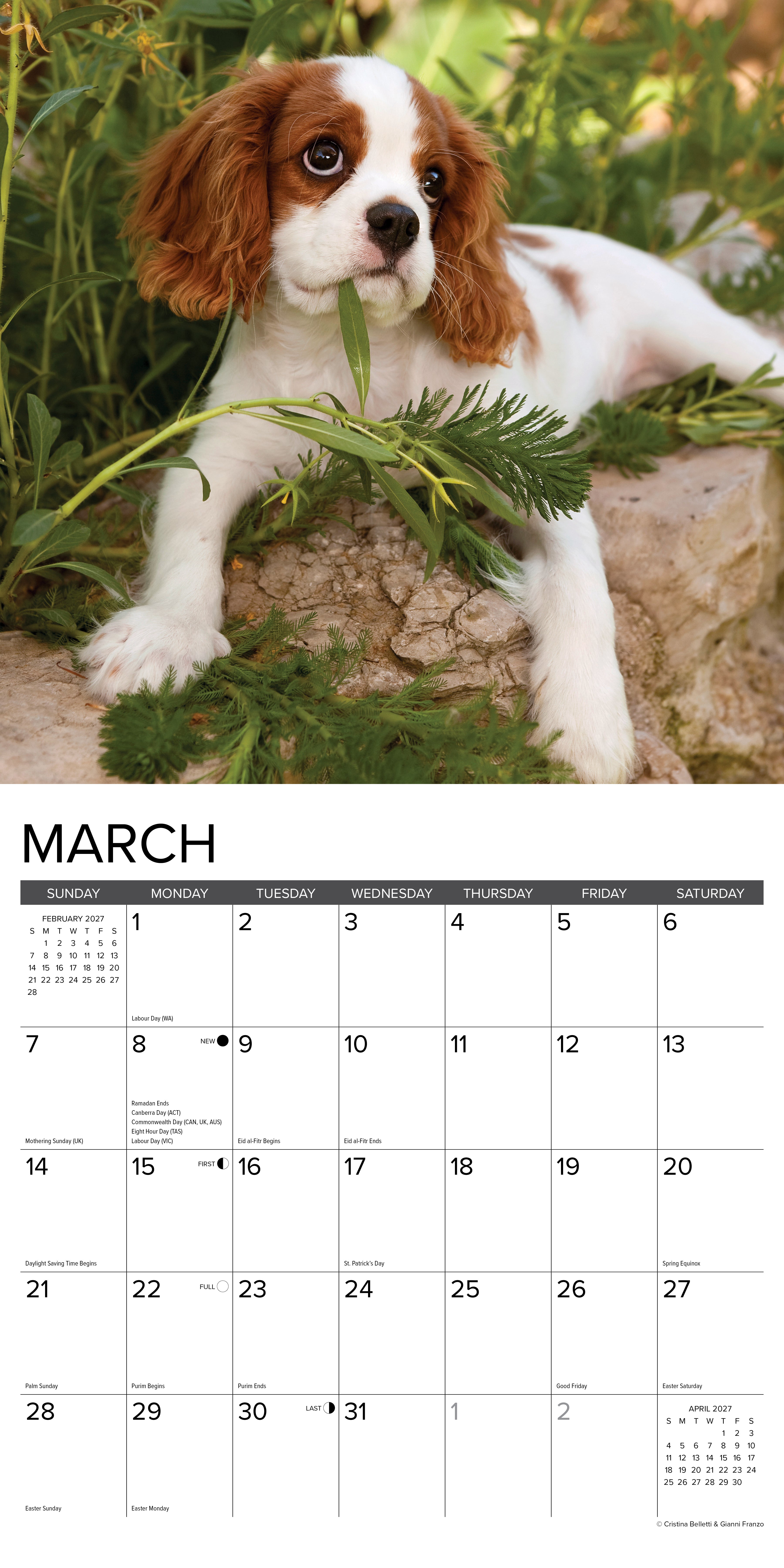 Willow Creek Press, Cavalier King Charles Spaniel Puppies 2027 Wall Calendar