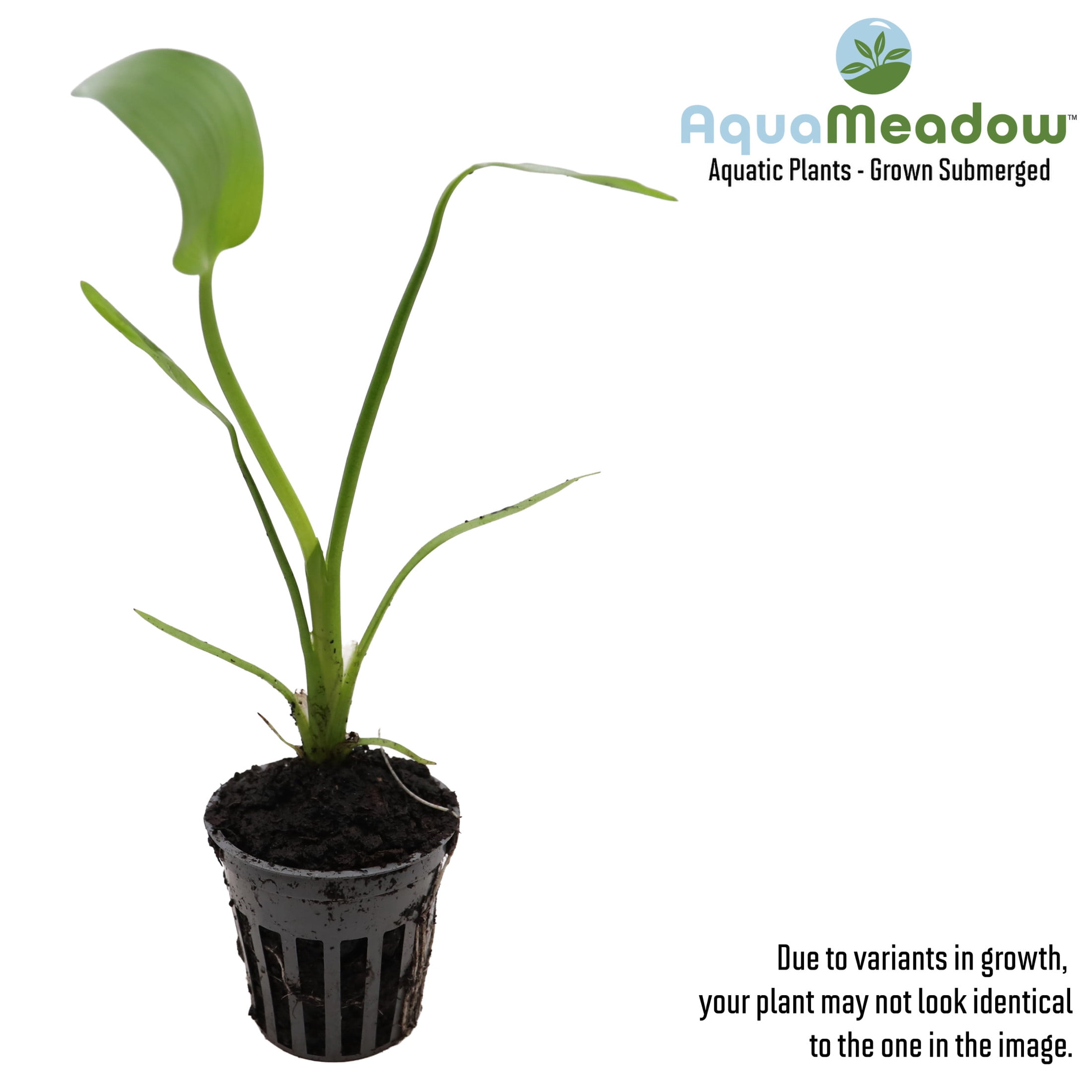 AquaMeadow Pink Pickerel Rush Plant Potted Reg 3ct
