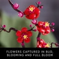 thumbnail image 6 of LEGO Icons Plum Blossom Building Set - Artificial Flowers for Home Decor - Table Centerpiece, Book Shelf - Adults Ages 18+ - Unique Birthday Gift Idea - 10369, 6 of 9
