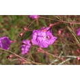 thumbnail image 4 of 100 FALSE SLENDERLEAF FOXGLOVE Purple Gerardia Agalinis Tenuifolia Flower Seeds, 4 of 7