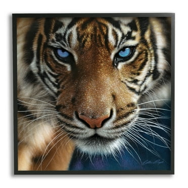 Stupell Industries Blue Eyed Beautiful Fierce Tiger Close Up Detailed Portrait , 12 x 12, Design by Collin Bogle