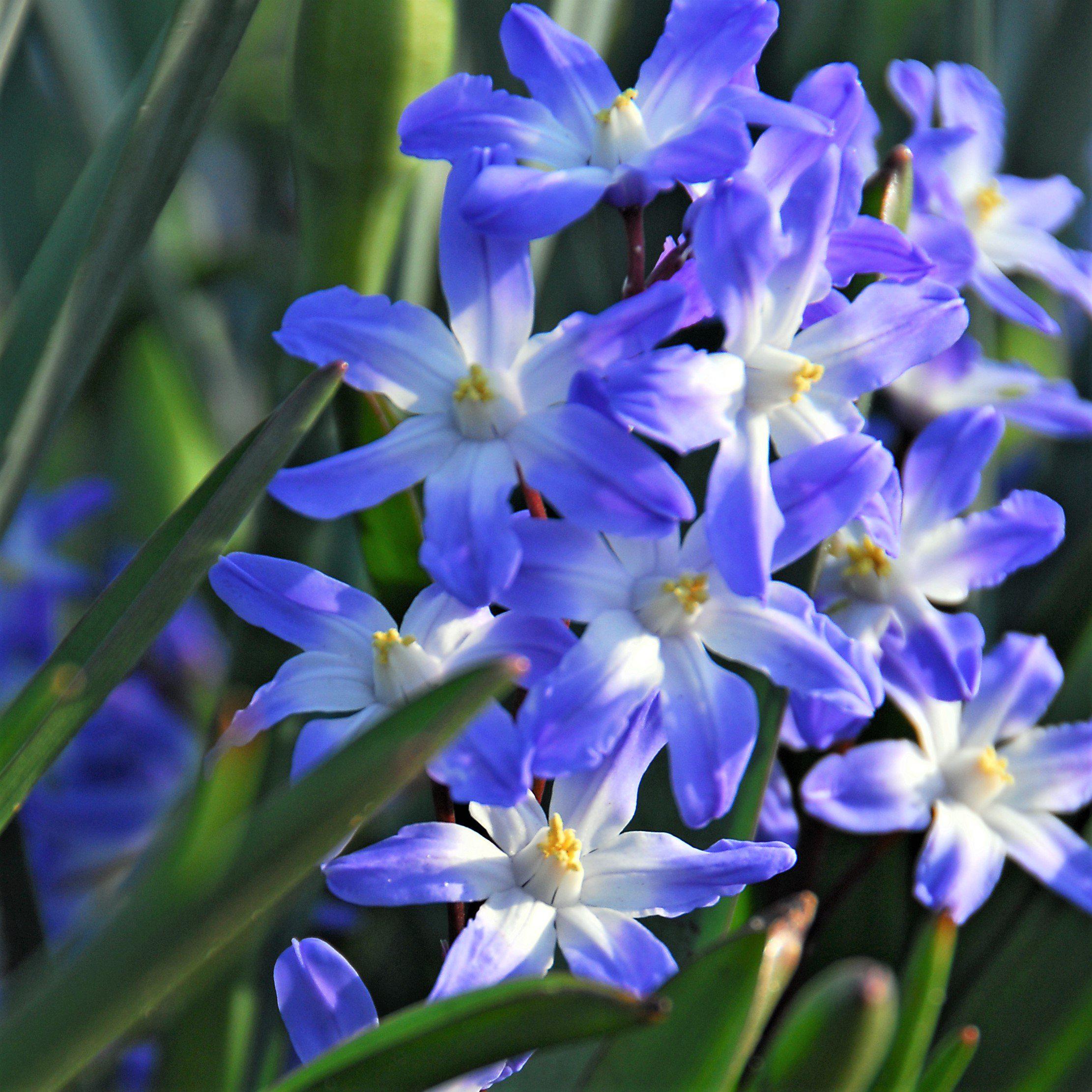 Chionodoxa Blue Giant (15 pack) Bulbs, Blue Flowers Professional