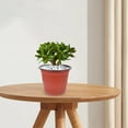 thumbnail image 6 of FRCOLOR 50pcs Convenient Plastic Nursery Pot Thickened Plant Nursery Pot Flower Breeding Container, 6 of 8