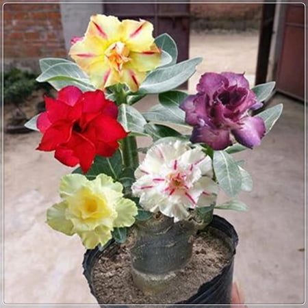 Desert Rose plant, Blooms - Easy Care, No Watering Needed, -Beautiful holiday decorations,Sweet and charming, Planting Simple Indoor And Outdoor Grow