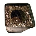 thumbnail image 4 of SunGro SUGRBG2 Noir Or Terreau Naturel et Biologique avec Engrais, 2 Pi3, 4 of 5