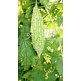 thumbnail image 3 of TomorrowSeeds - White Pearl Bitter Melon Seeds - 15+ Count - For 2026 Planting Indian Bitter Gourd, 3 of 10