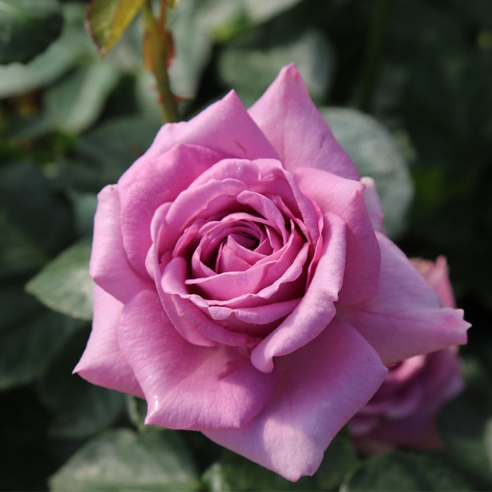 Heirloom Roses - Arborose Quicksilver, Purple Climbing Rose Bush