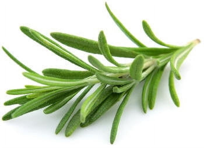 Rosemary Essential Oil - 100% Pure and Natural by Silky Scents
