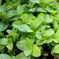 thumbnail image 2 of Fragrant Mint Plant Live, 4-6 Inches, Culinary Mint Herb for Indoor Outdoor Gardens (Peppermint), 2 of 5